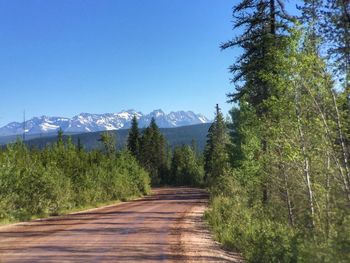 Road amidst trees against clear blue sky