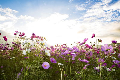 Pink flowers blooming against cloudy sky
