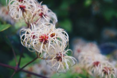 Close-up of flowers