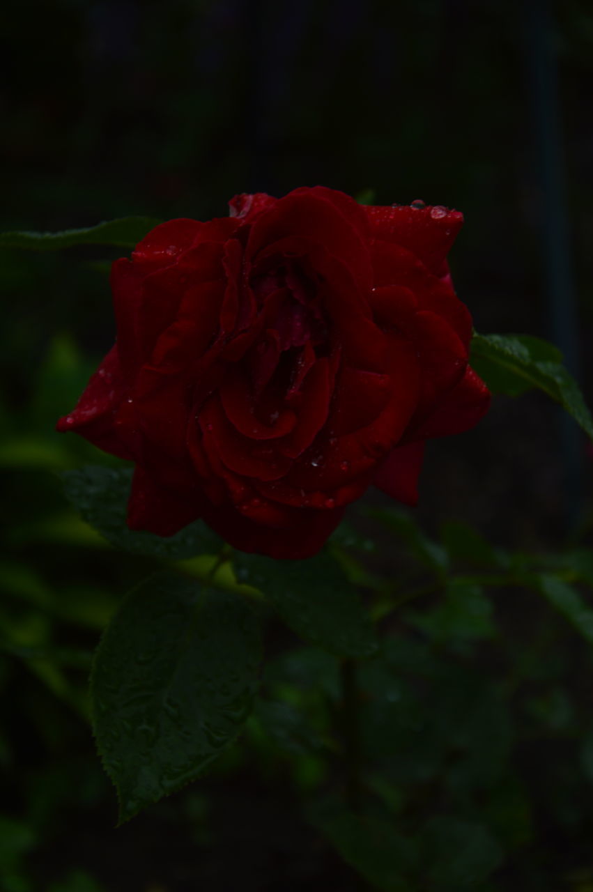 flower, plant, flowering plant, rose, beauty in nature, red, petal, freshness, close-up, inflorescence, fragility, flower head, garden roses, nature, macro photography, plant stem, leaf, plant part, rose - flower, no people, growth, green, focus on foreground, outdoors, wet, drop