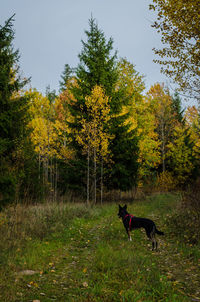 View of dog on field during autumn