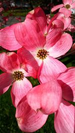 Close-up of pink flowers blooming outdoors