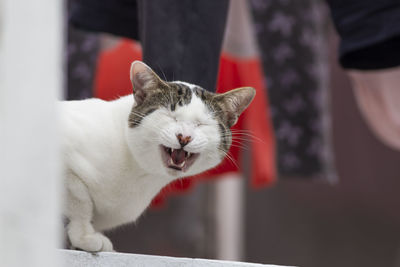 Close-up of a cat