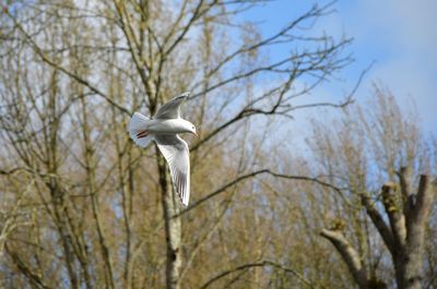 Low angle view of bird flying against trees