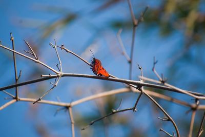 Low angle view of bird perching on branch