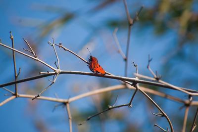 Butterfly candid