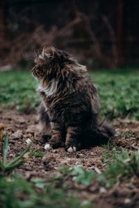 Close-up of cat on field