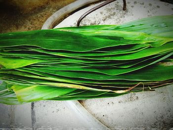 Close-up of plant