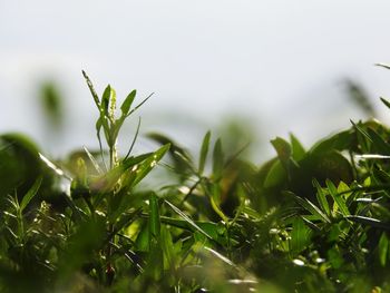 Close-up of dew drops on grass