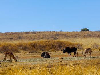 View of animals on field against clear sky