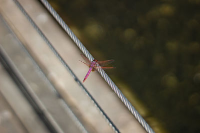 Close-up of insect on metal