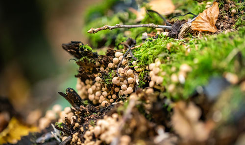 Close-up of berries on plant
