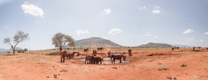 View of horses on field against sky