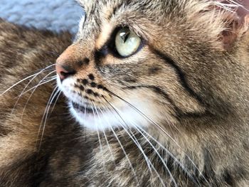 Close-up of a cat looking away