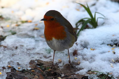 Close-up of bird perching on snow covered ground