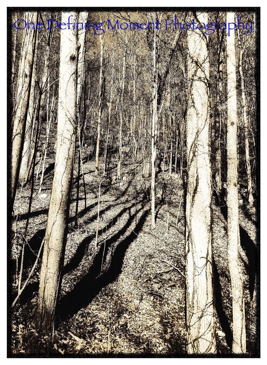 transfer print, auto post production filter, full frame, backgrounds, tree trunk, tree, low angle view, day, shadow, outdoors, no people, growth, sunlight, panoramic, nature, pattern, textured, close-up, tranquility, blue