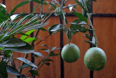 Close-up of fruits hanging on tree