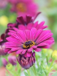 Close-up of pink cosmos flower