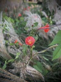 Close-up of red flowering plant