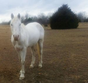 White horse standing on field