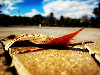 Surface level of dry leaves against sky