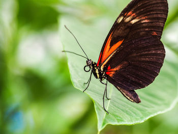 Close-up of butterfly on plant