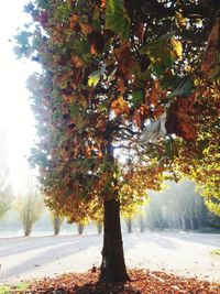 Trees in park during autumn