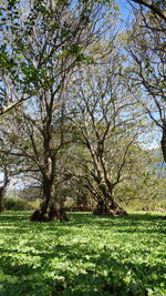 Trees on field against sky