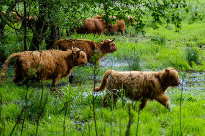 Highland cattle in a farm
