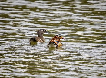 Mandarin ducks swimming in lake