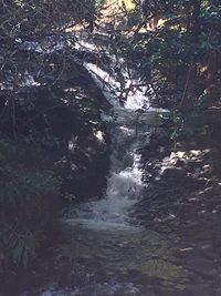 Scenic view of waterfall in forest