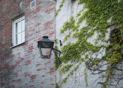 Ivy growing on wall