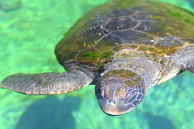 Close-up of turtle swimming in sea