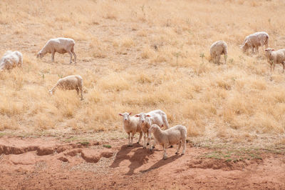 High angle view of sheep on land