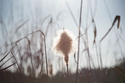 Close-up of plants against sky