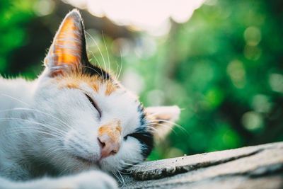 Close-up of a cat