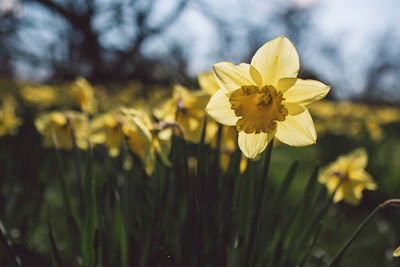 Close-up of yellow flowering plant on field