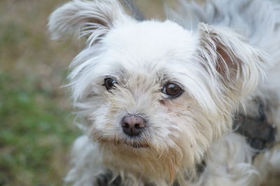 Close-up portrait of dog