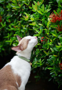 Close-up of a cat