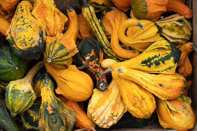 High angle view of pumpkins for sale at market stall