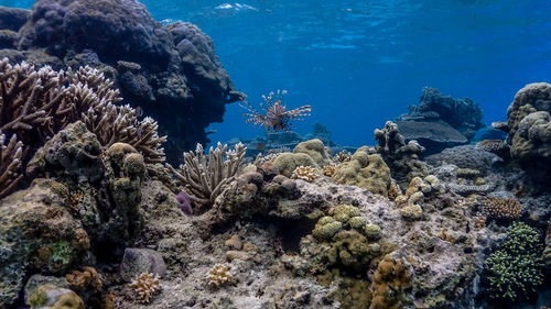 View of coral in sea