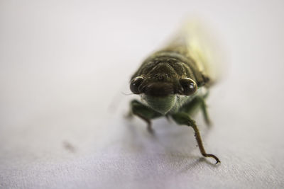 Close-up of insect on table