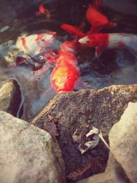 Close-up of koi carps in water