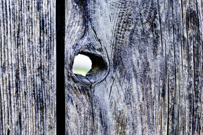 Full frame shot of a black cat on wooden wall