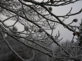 Low angle view of branches against sky