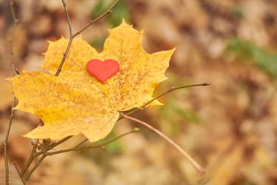 Close-up of yellow maple leaf on tree