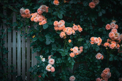 Close-up of roses on plant