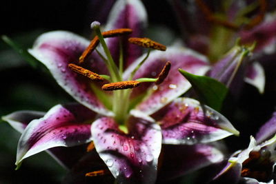 Close-up of insect on pink flower