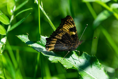 Butterfly on leaf