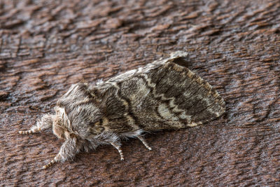 Close-up of insect on wood